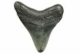 Fossil Megalodon Tooth - South Carolina #368367-1